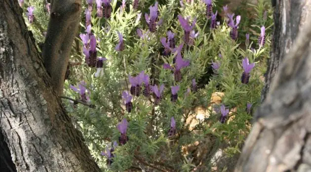 Giardino 1